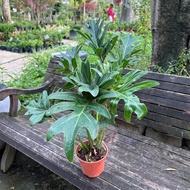 [Paling Horticulture Sdn Bhd] Philodendron Xanadu / Selloum | Indoor Plant | Pokok Hiasan Hidup Dala