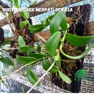 Bibit Dendrobium anggrek merpati putih - 1 BULB