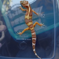 Leopard Gecko Juve Mack snow tremper