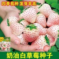 好姐姐丶四季奶油白草莓種子 種籽食用香甜大果新手易種陽臺盆栽水果蔬菜種籽苗tqxy