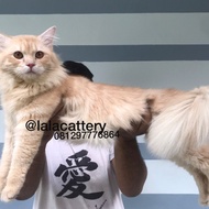 kucing mainecoon jantan murah