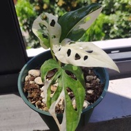 SG1616-日本白錦仙洞龜背龜背竹🔥熱帶植物小盆栽禮物🔥