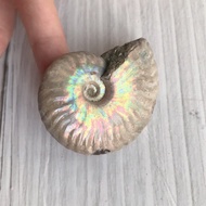 Iridescent Ammonite Fossil Natural Spotted Snail Moving Fortune-27~94g Fossil Stone