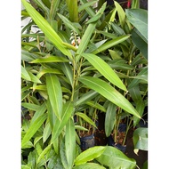Alpinia Galanga white flower 1 meter height can grows up to 6 ft tall and about 3 ft wide. Free fert