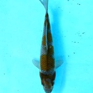 ikan hias koi ochiba size 17cm
