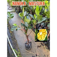 Pokok nangka madu mastura j37 ( hybrid ) thai