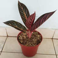 tanaman aglonema red sumatera - aglonema red sumatra