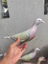 patung jontrot burung punai mirip sekali / boneka manuk walik bahan sepon di bungkus stiker laminasi