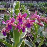 HOA LAN DENRO CHỚP LÁ BIÊN CÂY GIỐNG