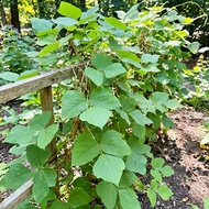 ขายส่ง 1 กิโลกรัม เมล็ดถั่วคุดซู kudzu vine ถั่วPueraria lobata กวาวเครือโลบาตา พืชตระกูลถั่ว พืชคลุ