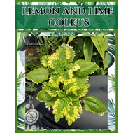 lemon and lime mayana live rooted going to mother plant coleus
