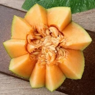 Sweet Hami Melon Seeds Sale (Fresh 20pcs Seeds) Benih Hami Melon Fruit Seeds Cantaloupe Seed
