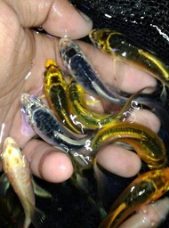 HOT SALE ikan koi metalik slayer bibit Terjamin