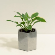 斑葉玉簪│泥作系列│福所栽