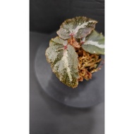 Begonia sp. “Sulawesi” | Rare Terrarium Begonia – Locally Propagated