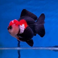 ikan mas koki panda 3color 8-9 hiasan aquarium aquascape