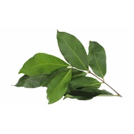 Bay Leaves 50gr 100gr Fresh Vegetable Kitchen Seasoning Pak In Padang Seasoning Store