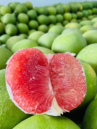 Limau bata/bali/stok baru/besar
