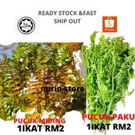 PUCUK PAKU/PUCUK MIDING/SAYUR PAKU PAKIS