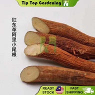 1 KG RED TONGKAT ALI ROOT AKAR TONGKAT ALI MERAH TRADITIONAL MEDICINE HERBS HERBAL