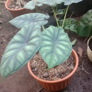 Diskon Tanaman Alocasia Dragon Scale(Tengkorak)Pohon Alocasia Dragon