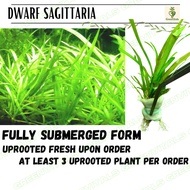Sagittaria Subulata 'Dwarf mini' 3 UPROOTED plants