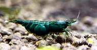 Green Jade Shrimp Neocaridina shrimp x 5 pcs by [3k Aquatic]