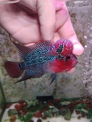 (1pc) Flowerhorn thai srd big kok 3inch male fish luohan srd kepala besar 花罗汉大头仔 pellet trained red 