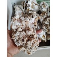 Oyster shell Talaba 7.5in Arts craft decoration