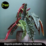  tanaman hias begonia polkadot / begonia maculata 