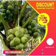 Terlaris Bibit kelapa Wulung Bibit Kelapa Wulung Asli // bibit kelapa