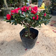 [REAL Photo] BONSAI Azalea TREE READY WITH DARK PINK FLOWERS FOR PLAYING CNY