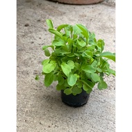 Baby Arugula Rocket 2 inch/4inch pot ready to eat) Plant 2-inch/4-inch Give Or Into A Plot.