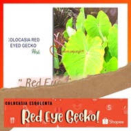 🍃 COLOCASIA BRIAN BREED : "RED EYE GECKO"🍃 [Caladium Plants-Pokok Keladi / Real Live Plant] 🍃