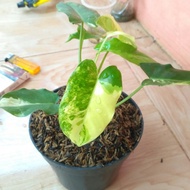 tanaman hias philodendron burle marx varigata