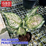 Aglaonema - Peach Anyamanee | Live Plant | Aglao (NO POT)