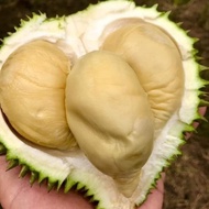 B»JZ DURIAN MONTONG MEDAN SUPER UTUH/BULAT I㊚AJ