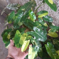 PROMO TERBATAS philodendron burle marx variegata (indukan)