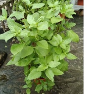 Thai Basil Edible Herb Plant 6-7 inch pot