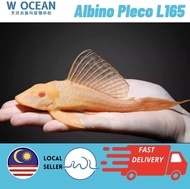 LIVE FISH | Albino Pleco L165 | Good Cleaner | Wholesale Available