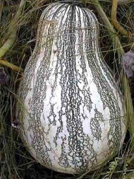 GUITAR SQUASH (10 seeds) Vegetable Seeds