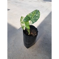 Alocasia Odora Variegated