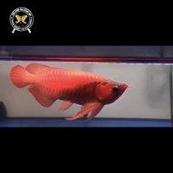 Ikan Arwana Super Red 48Cm Blocker Red
