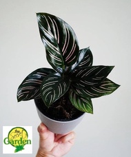 Calathea Ornata with FREE plastic pot, pebbles and garden soil