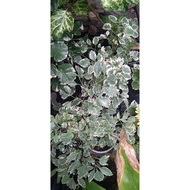 variegated papua live plant