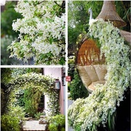 Ready Stock Quick Shipment Windmill Jasmine Seeds Climbing Vines Plant Vines Vines Courtyard Balcony