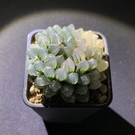 多肉植物 十二卷屬 糊斑霓虹燈