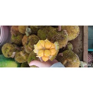 BUAH TARAP MERAH ~BUAH VIRAL~