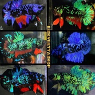 - ready ikan cupang avatar gordon kalimaya jantan bahan mutasi warna