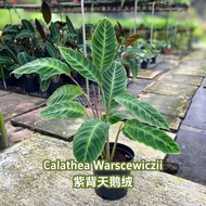 TKL - Calathea Warscewiczii Indoor Plant 紫背天鹅绒